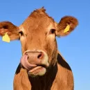 Молочное скотоводство Удмуртии сохраняет семипроцентный рост - Удмуртстат