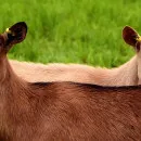 Отрасль молочного козоводства в Удмуртии за январь-ноябрь 2021 год выросла на 84,8% - Минсельхоз