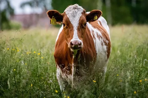 Удмуртия в 2021 году нарастила поголовье дойных коров на 2,2% - Минсельхоз